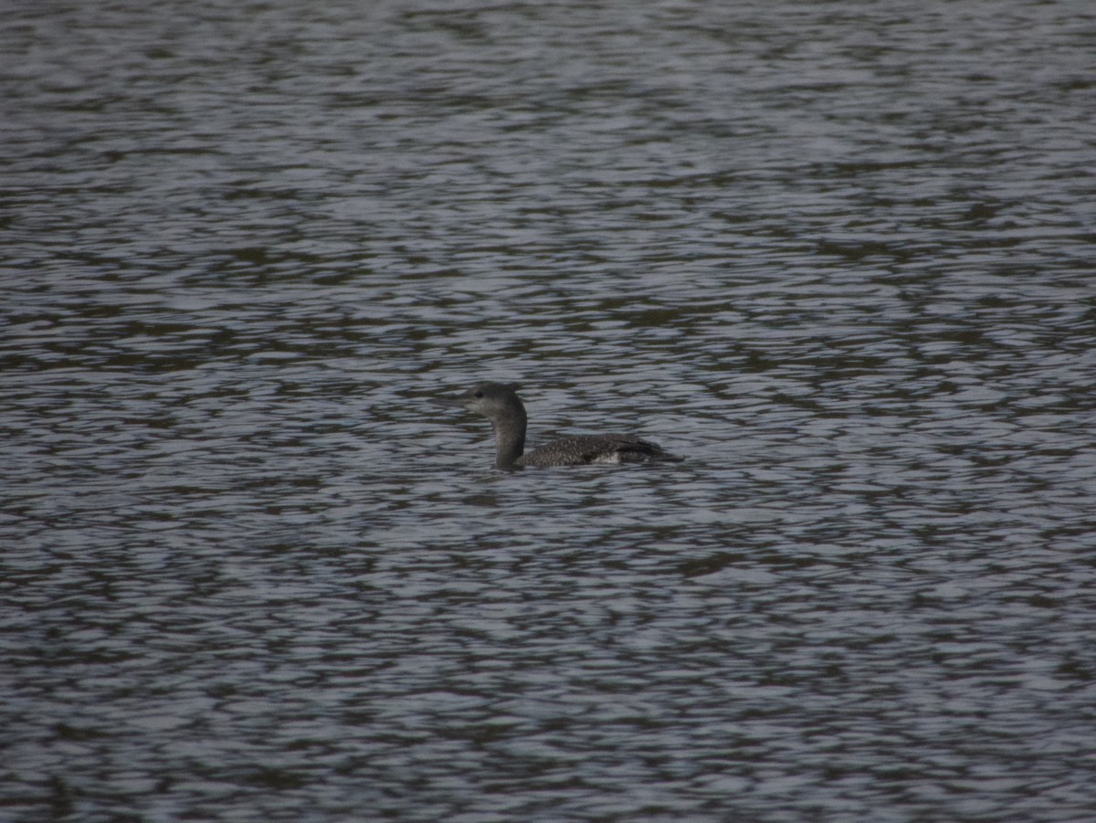Red-throated Loon - ML633310583