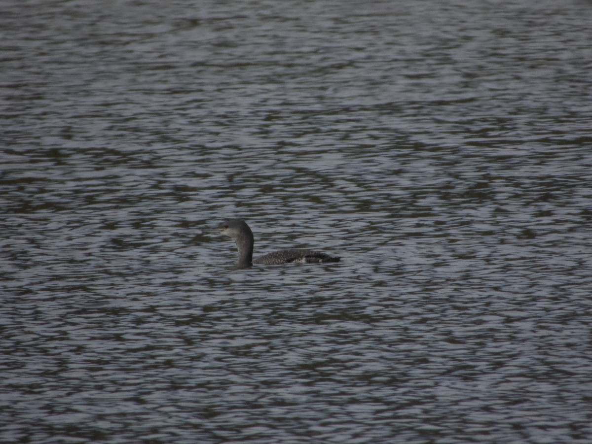 Red-throated Loon - ML633310584