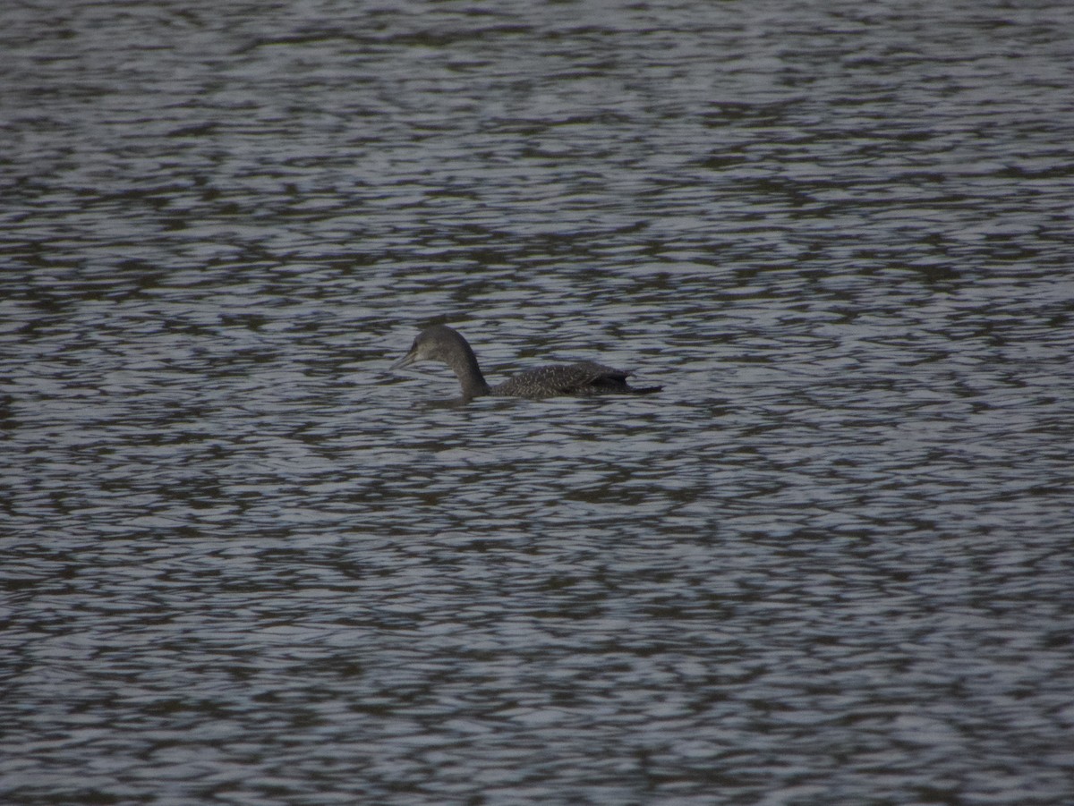 Red-throated Loon - ML633310585
