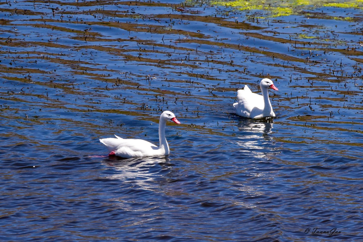 Coscoroba blanc - ML633310596