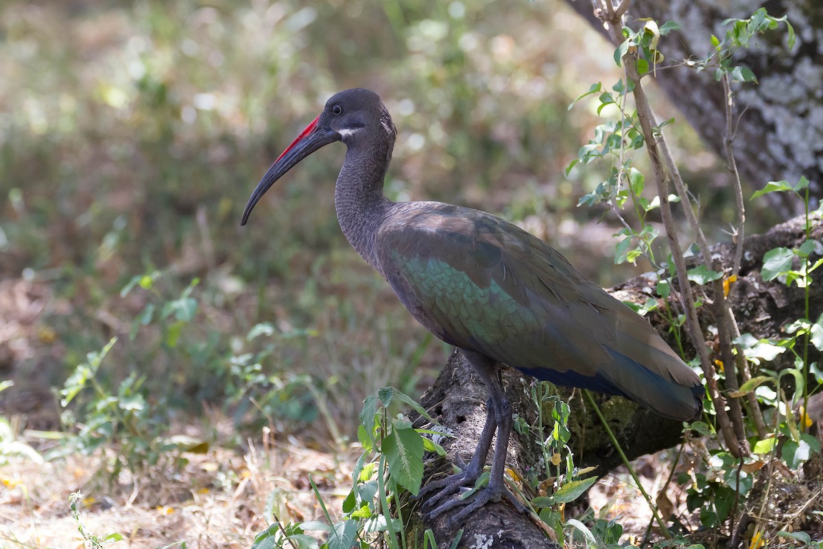 Hadada Ibis - ML633310765