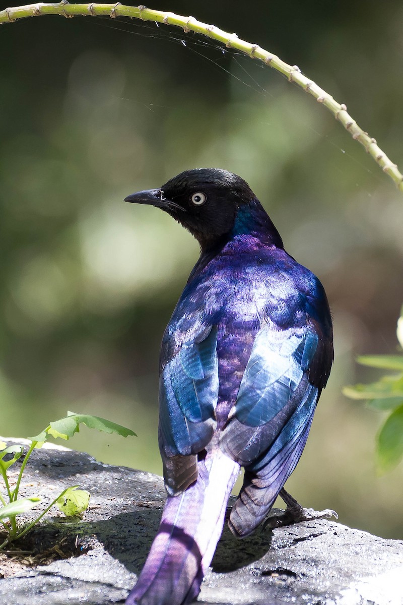 Rüppell's Starling - ML633310909