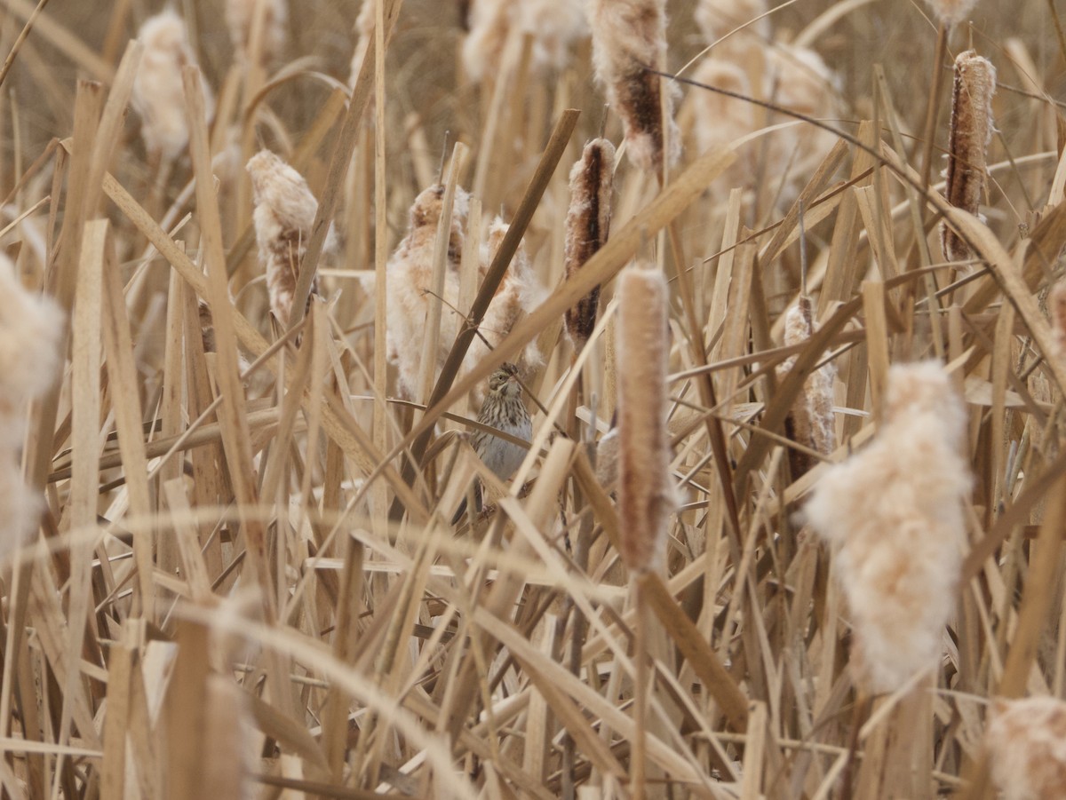 Savannah Sparrow - ML633310916