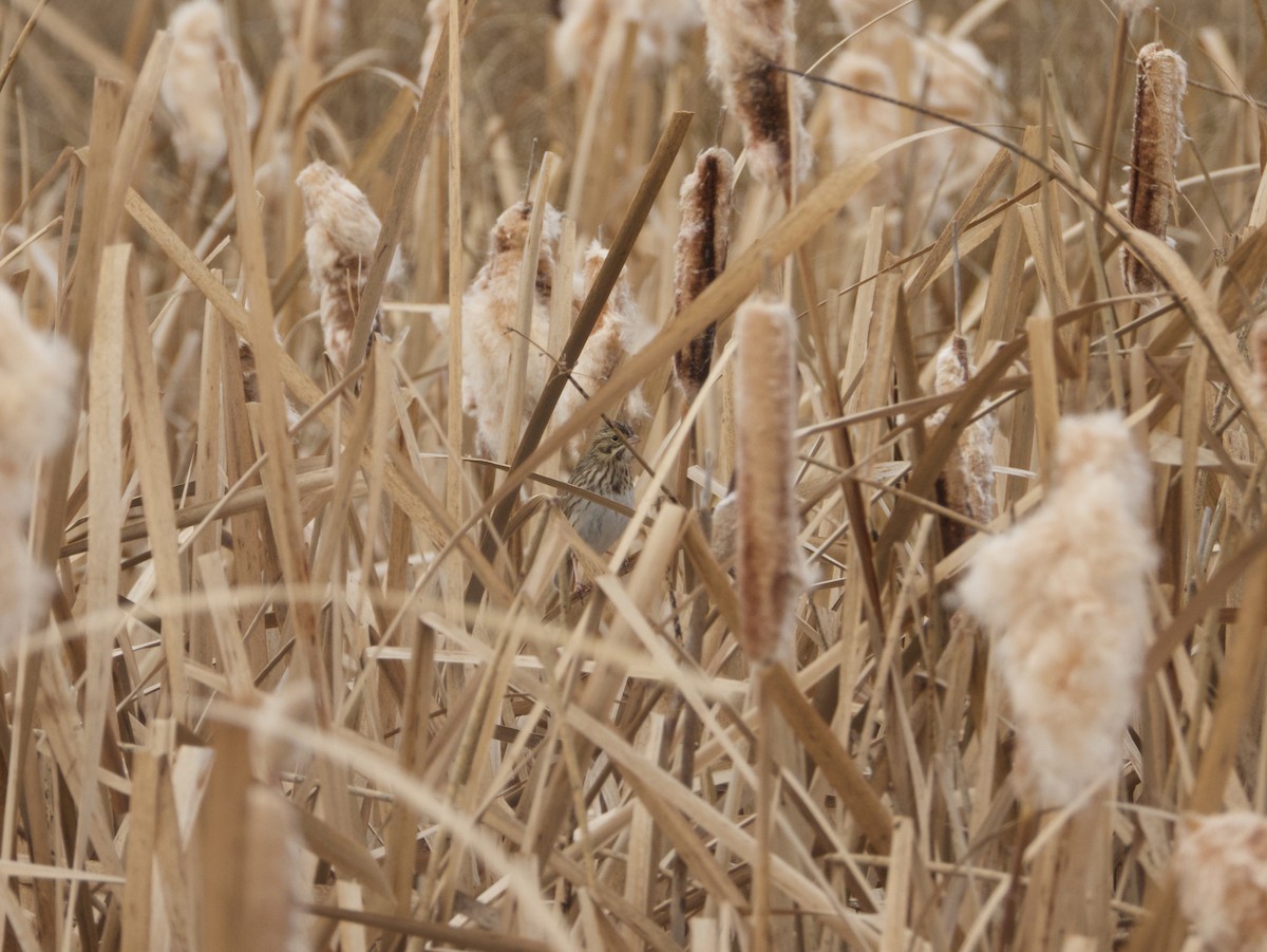 Savannah Sparrow - ML633310917
