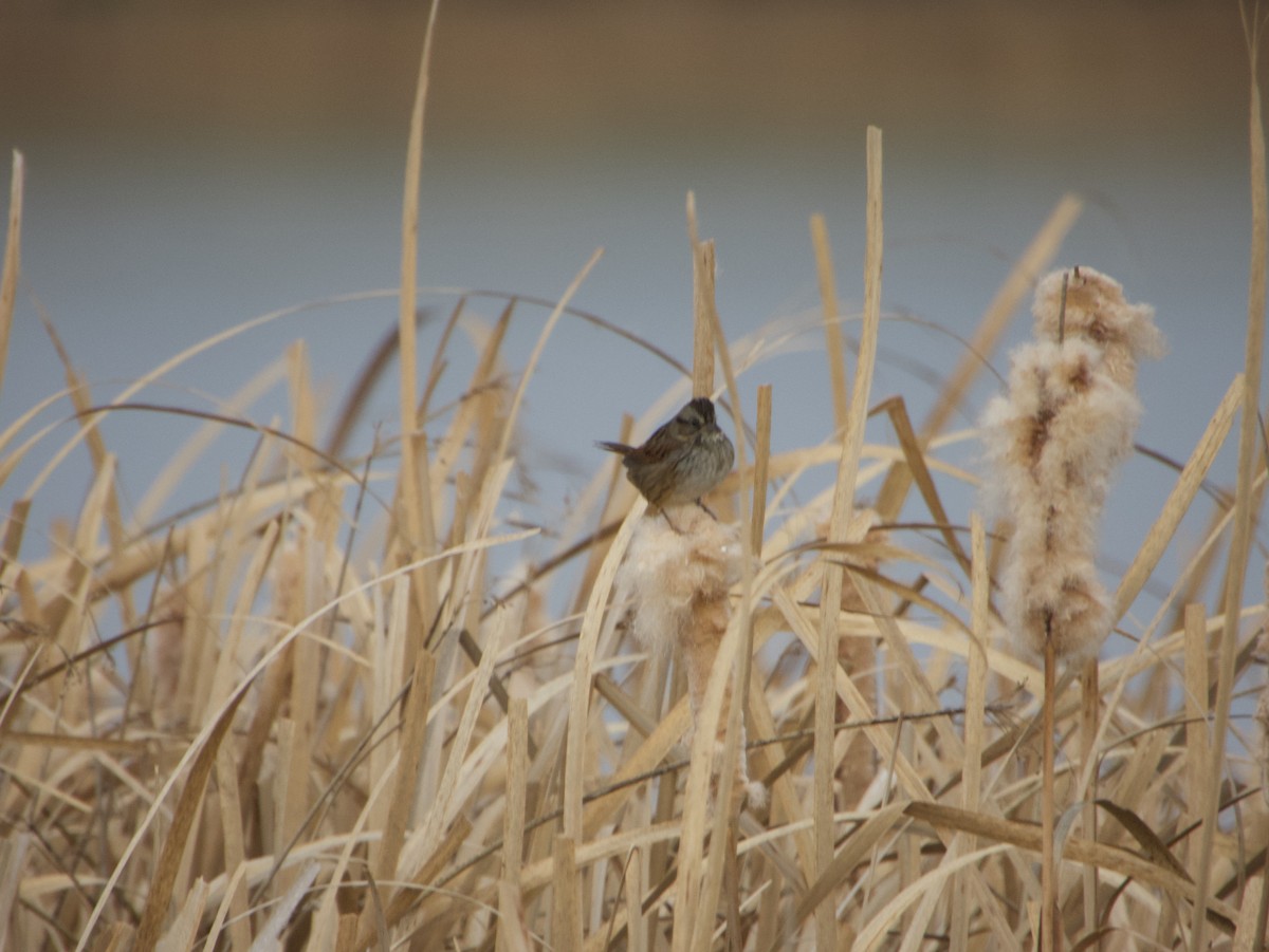 Swamp Sparrow - ML633310940