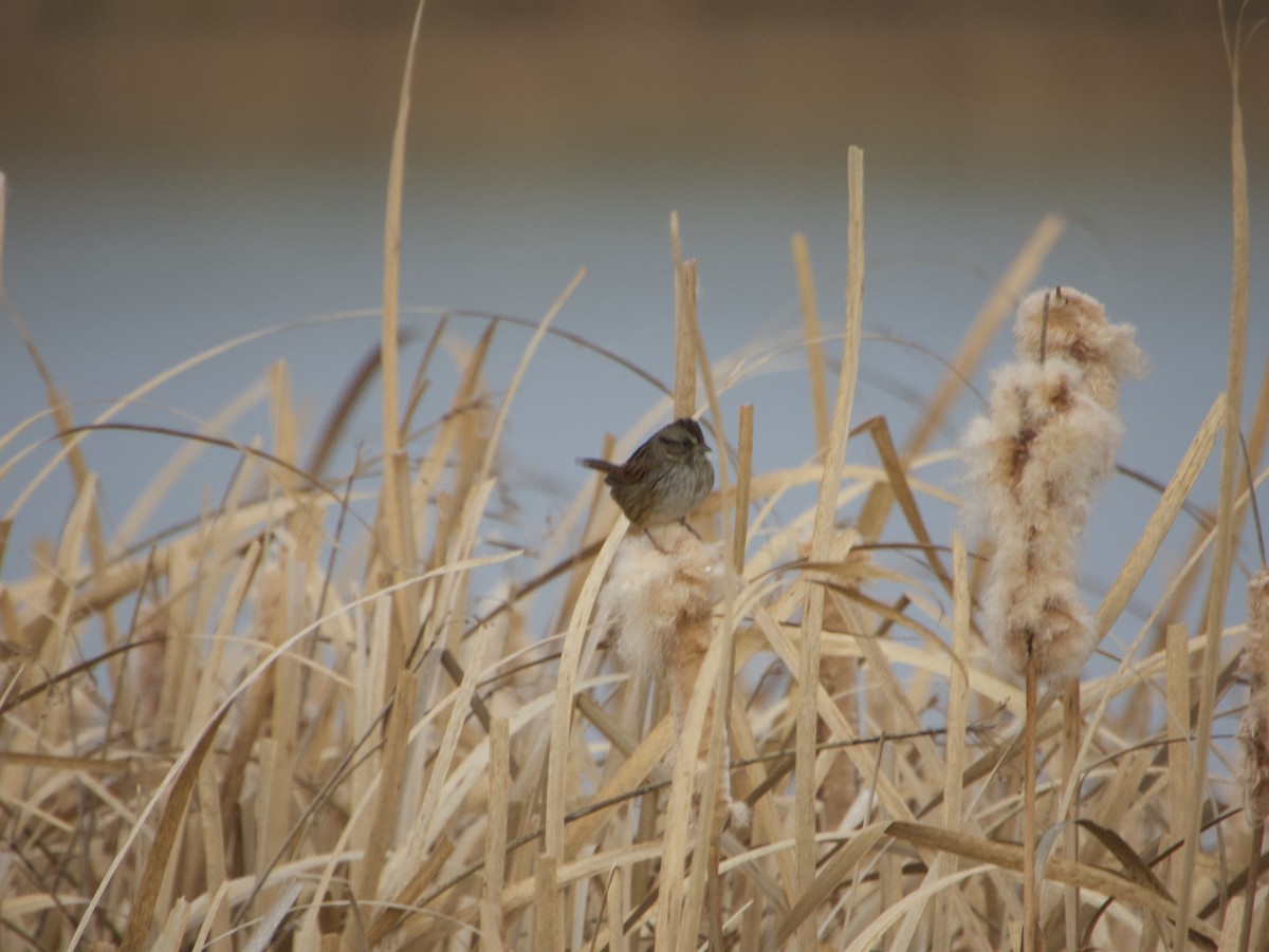Swamp Sparrow - ML633310941