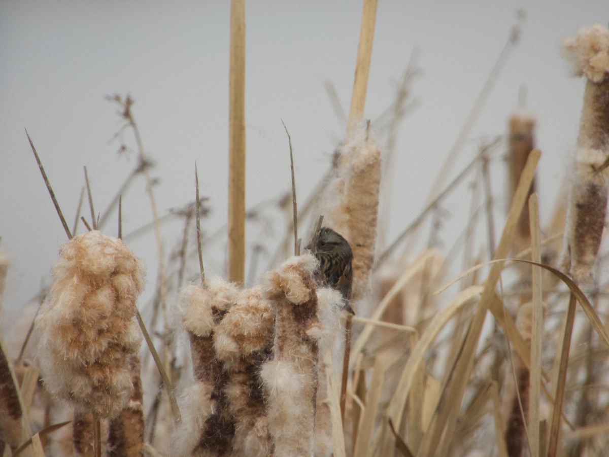 Swamp Sparrow - ML633310942