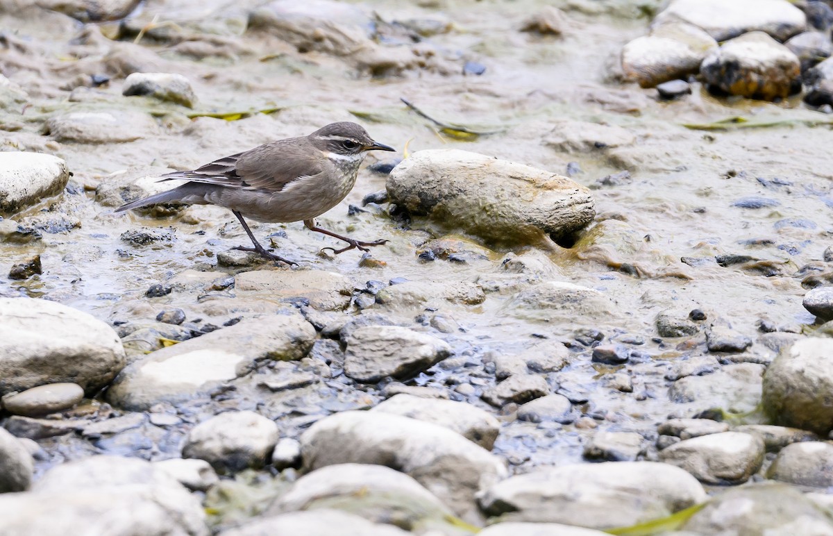 Buff-winged Cinclodes - ML633311065