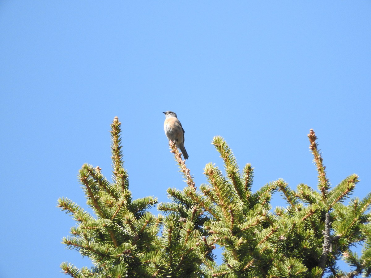 Western Bluebird - ML633311254