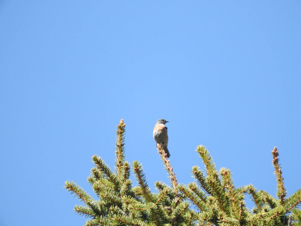 Western Bluebird - ML633311255