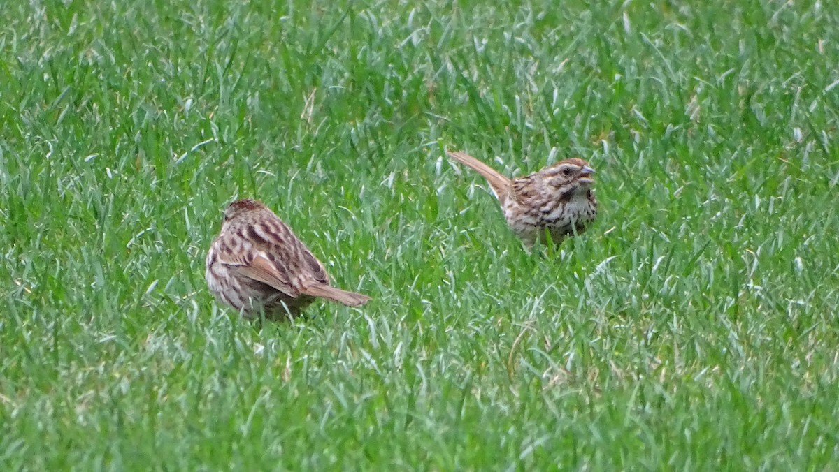 Song Sparrow - ML633311277