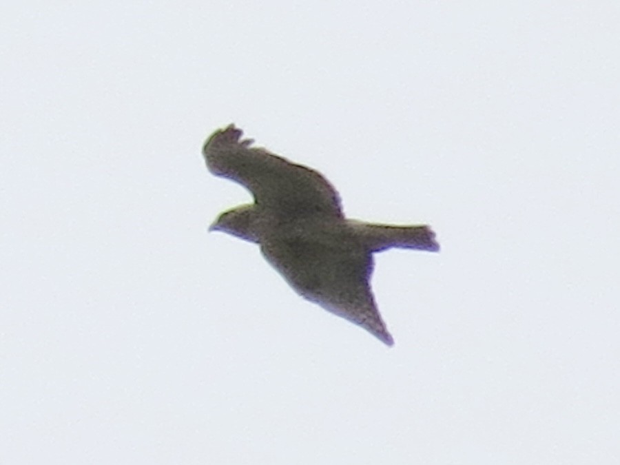 Red-shouldered x Red-tailed Hawk (hybrid) - ML633311319