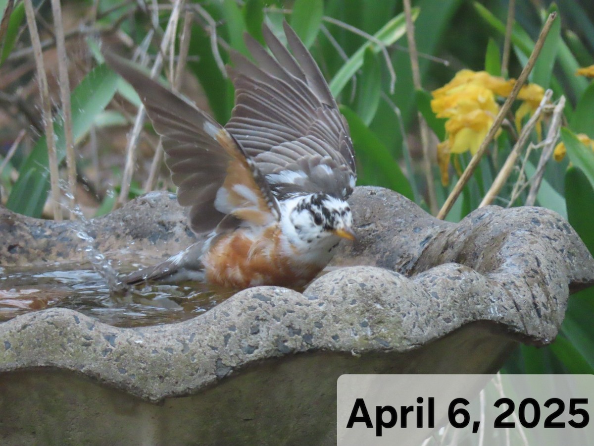 American Robin - ML633311352