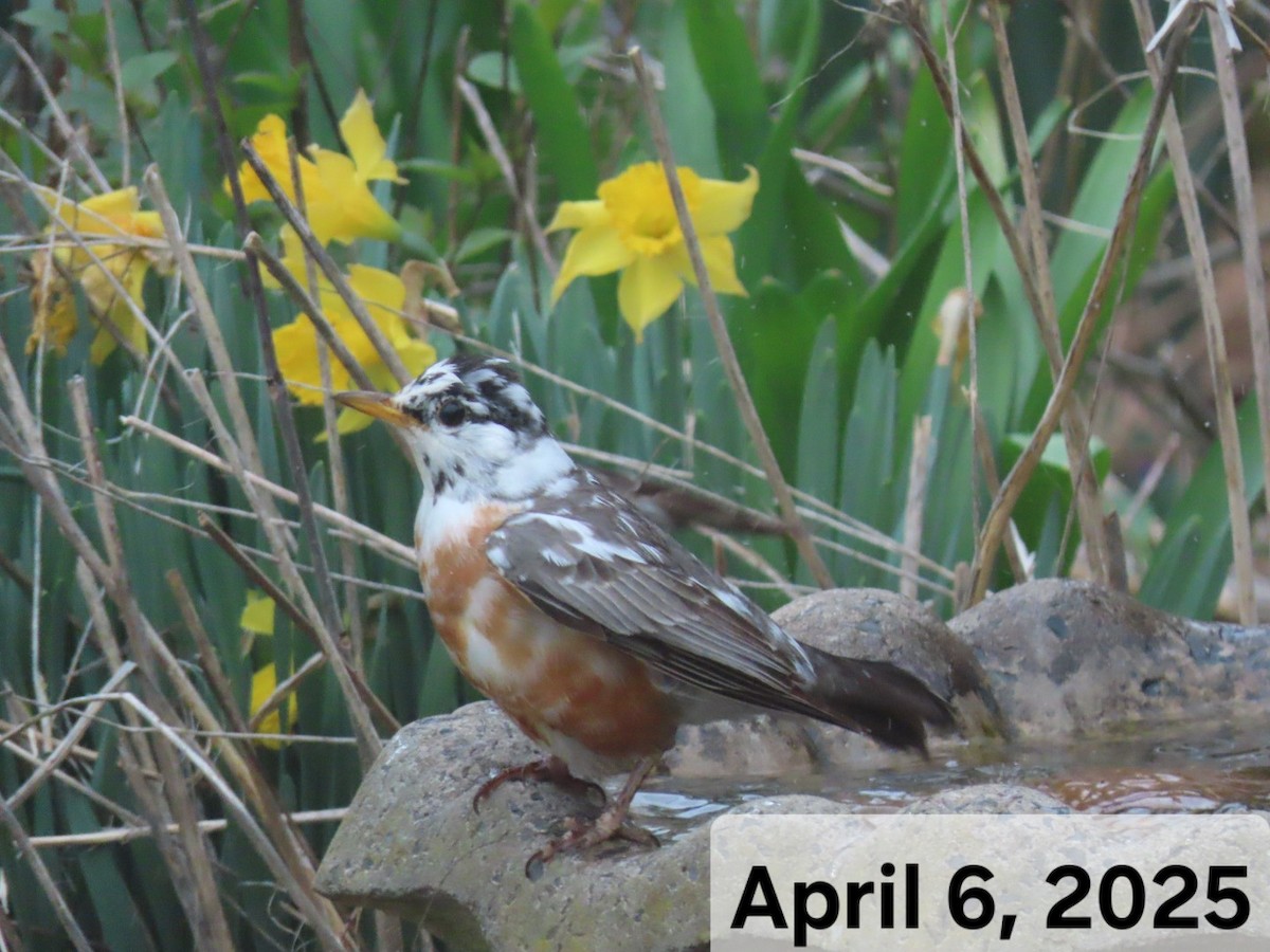 American Robin - ML633311369