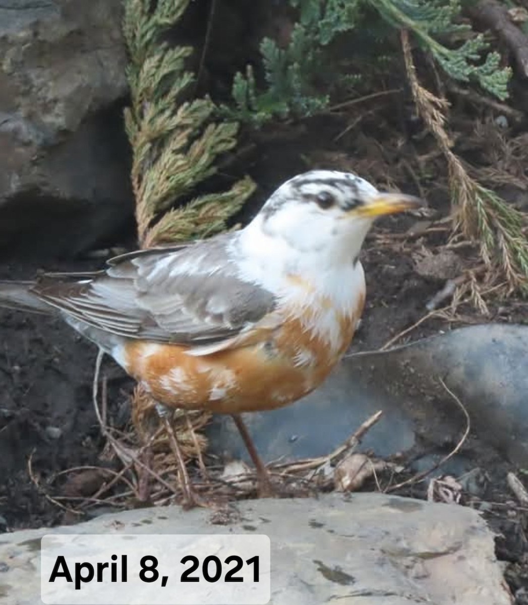 American Robin - ML633311389