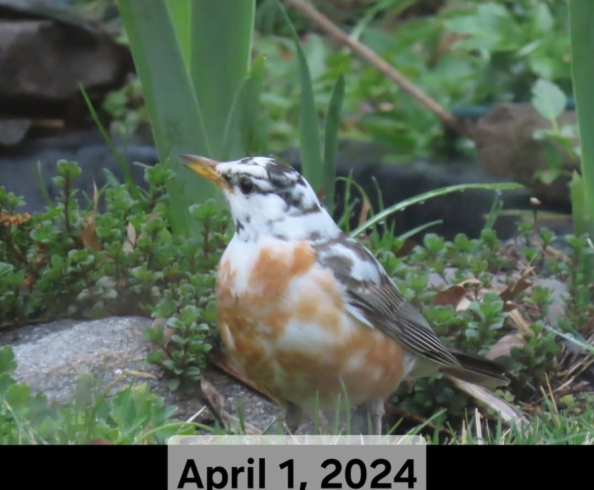 American Robin - ML633311412