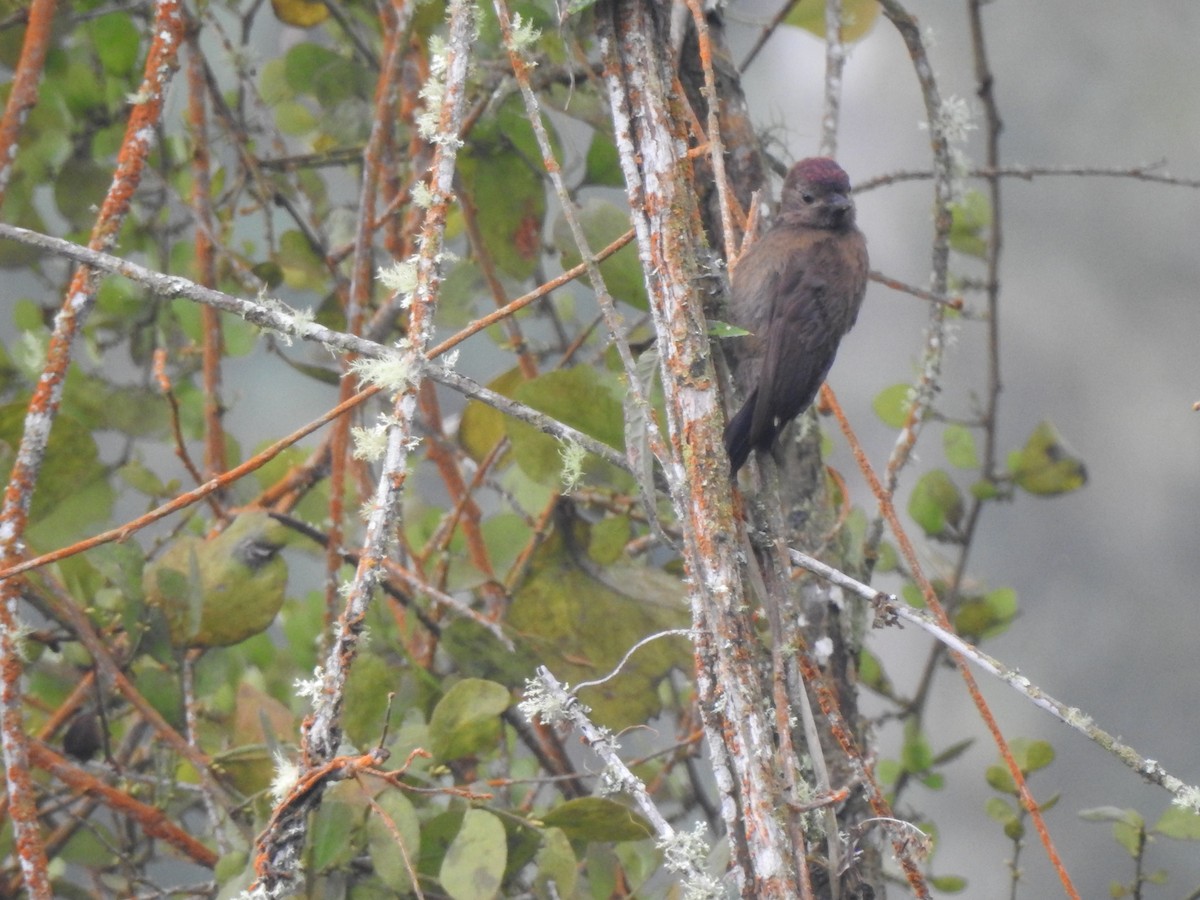 Smoky-brown Woodpecker - Justin Walker