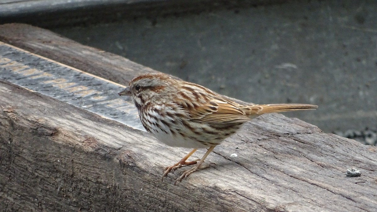 Song Sparrow - ML633311437