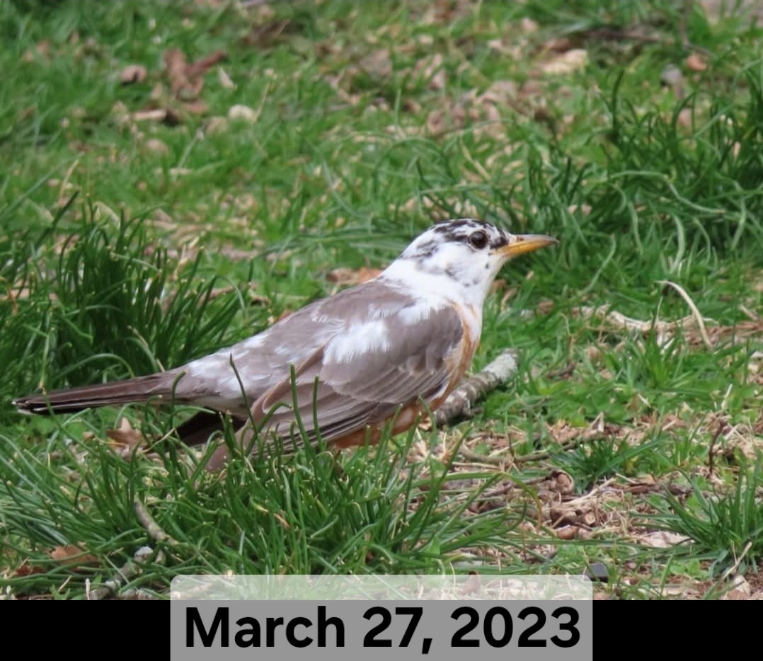 American Robin - ML633311451