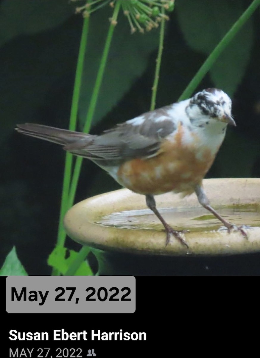 American Robin - ML633311510