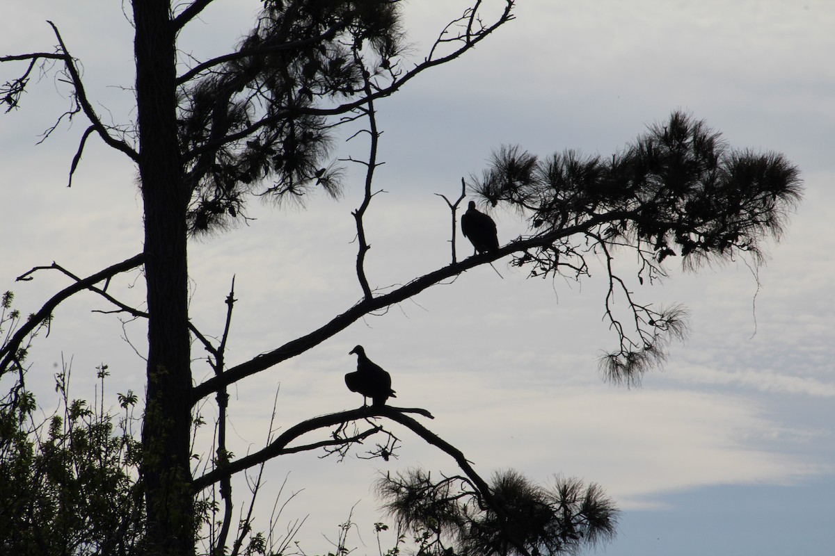 Turkey Vulture - ML633311782