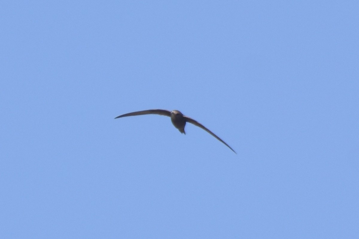 Mottled Swift - ML633311880