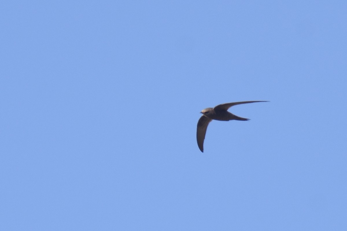 Mottled Swift - ML633311883