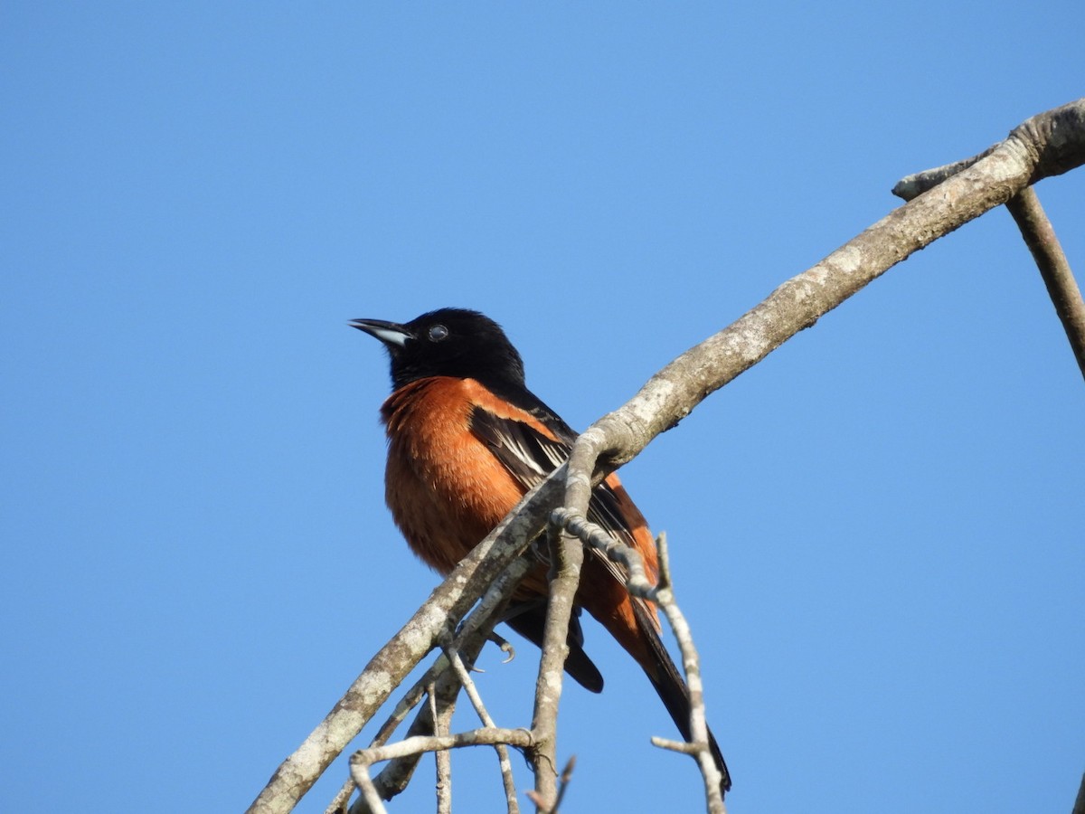 Oriole des vergers - ML633311888