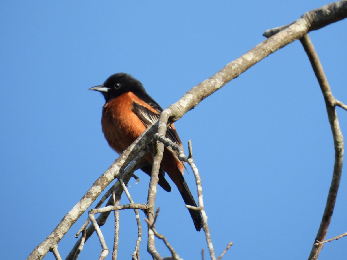 Oriole des vergers - ML633311889