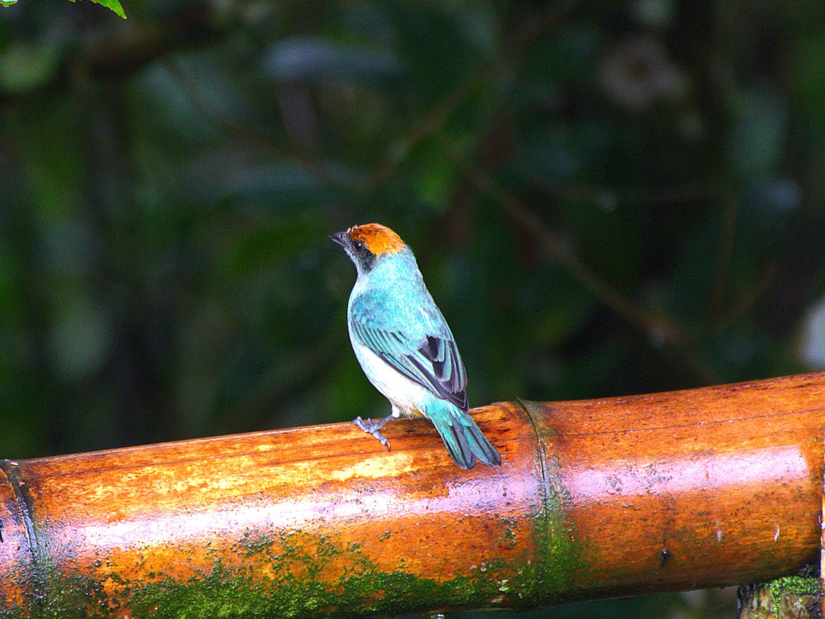 Scrub Tanager - ML633312049