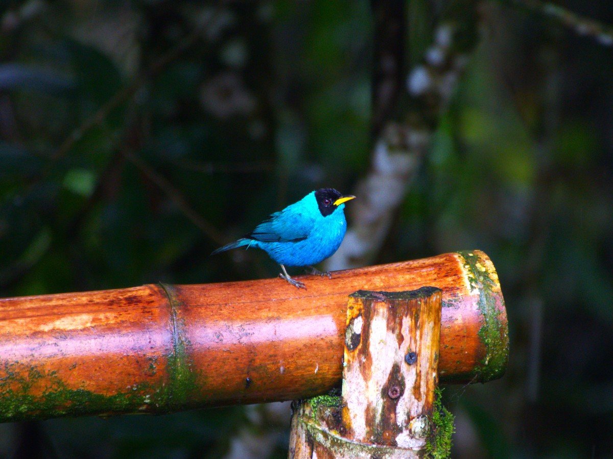 Green Honeycreeper - ML633312111