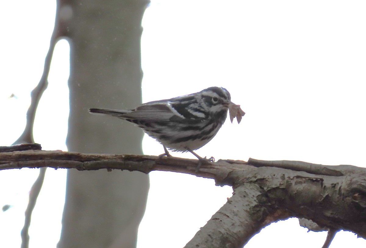 Black-and-white Warbler - ML633312417