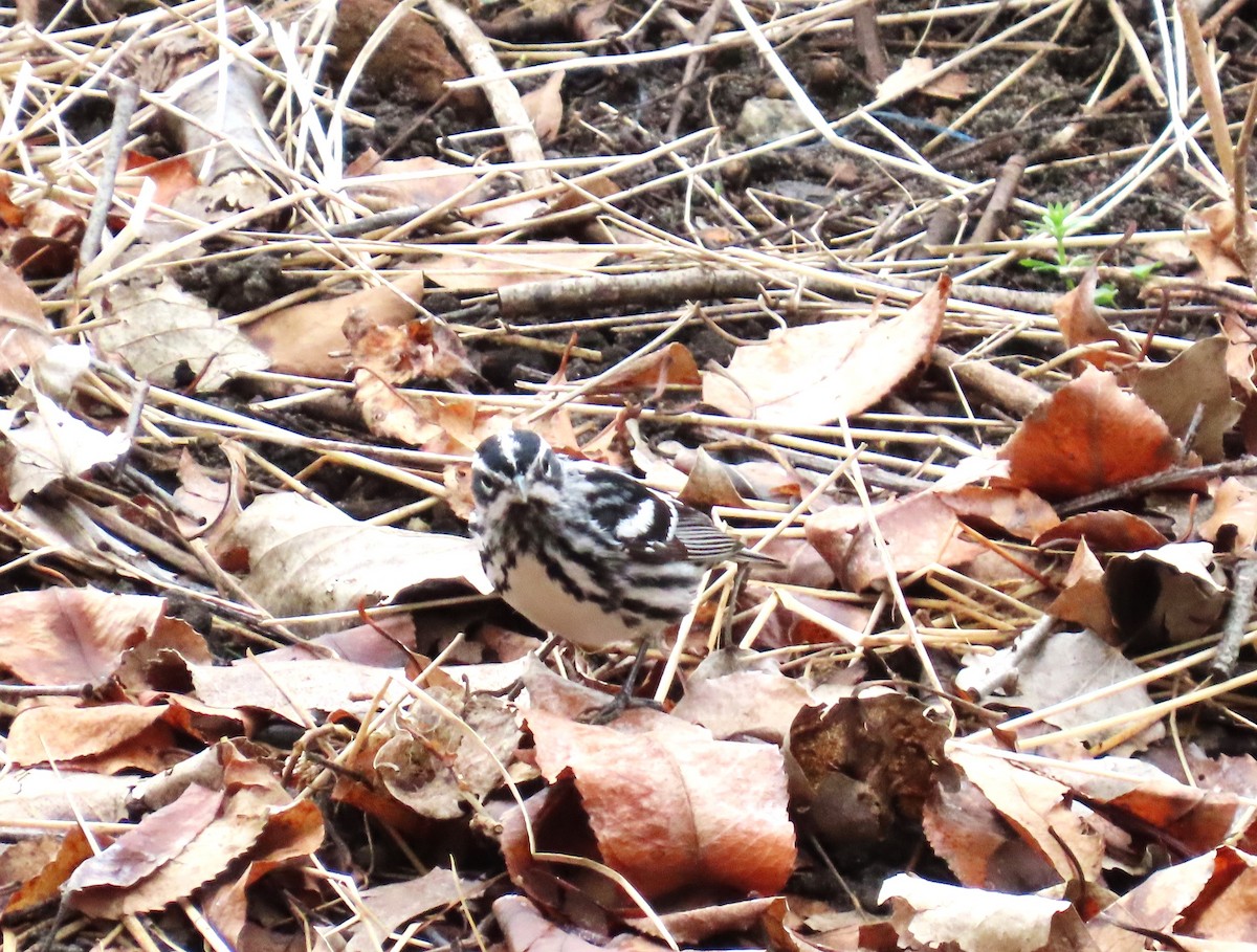 Black-and-white Warbler - ML633312418