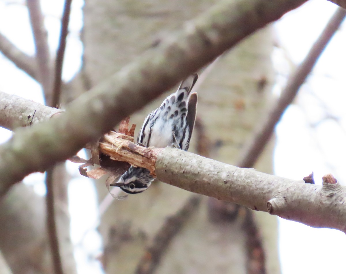 Black-and-white Warbler - ML633312419