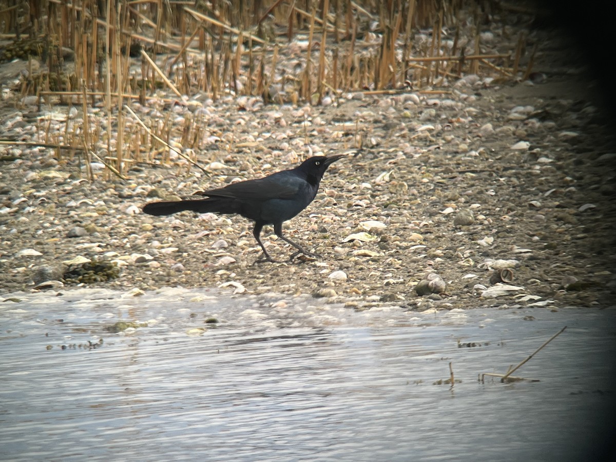 Boat-tailed Grackle (torreyi/alabamensis) - ML633312544