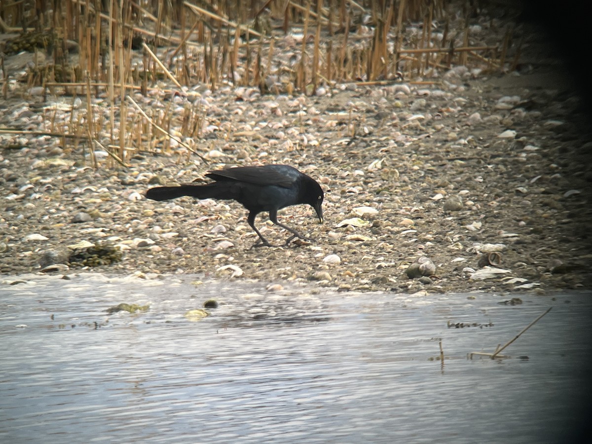 Boat-tailed Grackle (torreyi/alabamensis) - ML633312545