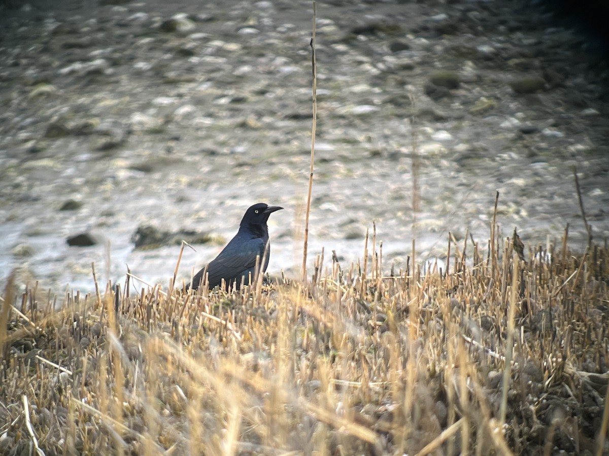 Boat-tailed Grackle (torreyi/alabamensis) - ML633312547