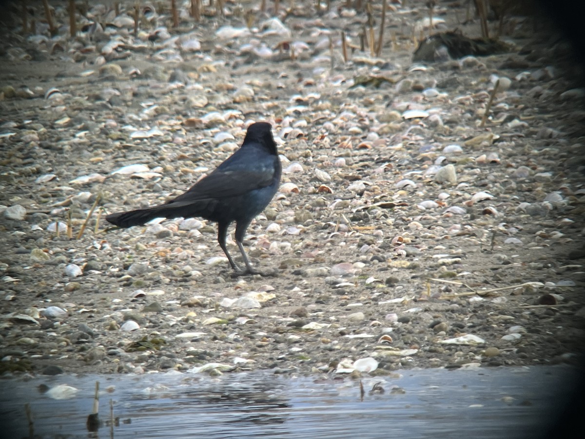 Boat-tailed Grackle (torreyi/alabamensis) - ML633312548