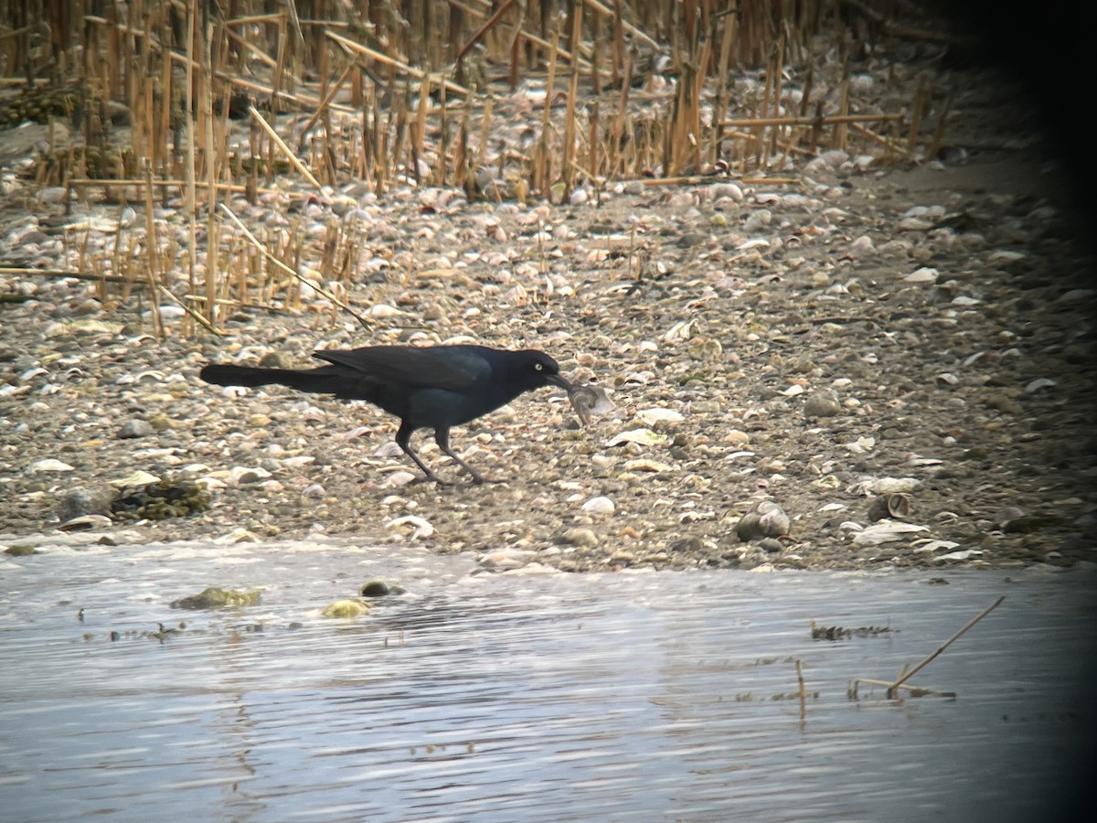 Boat-tailed Grackle (torreyi/alabamensis) - ML633312549