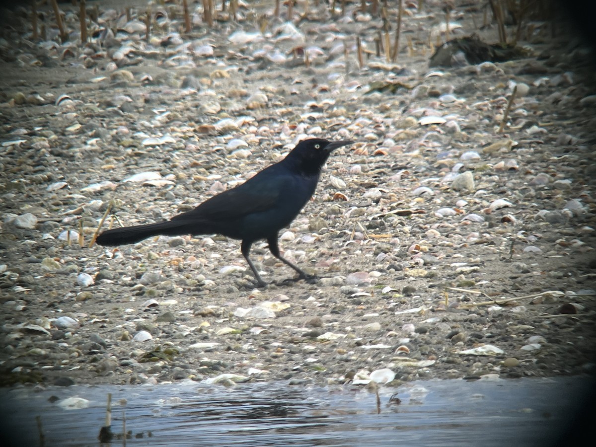 Boat-tailed Grackle (torreyi/alabamensis) - ML633312550
