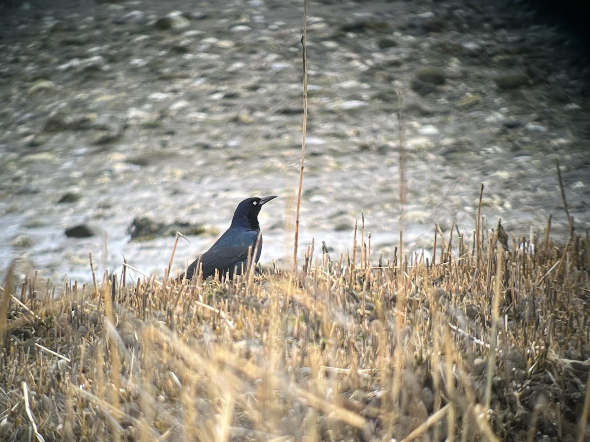 Boat-tailed Grackle (torreyi/alabamensis) - ML633312551