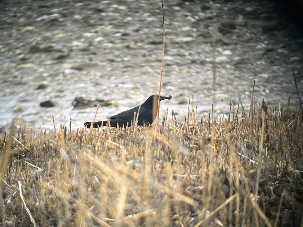 Boat-tailed Grackle (torreyi/alabamensis) - ML633312552