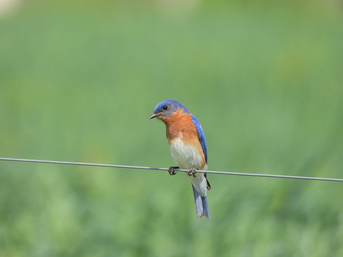 Eastern Bluebird - ML633312566