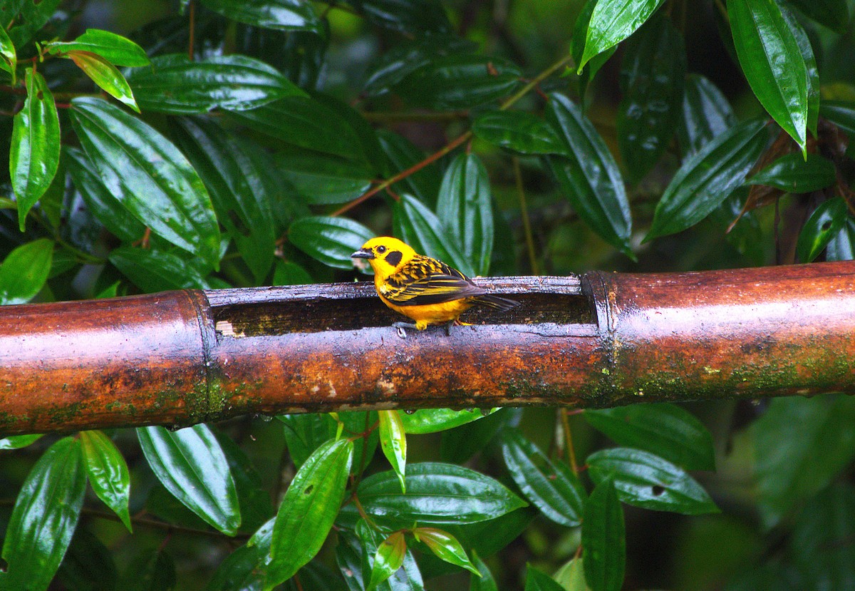 Golden Tanager - ML633312572