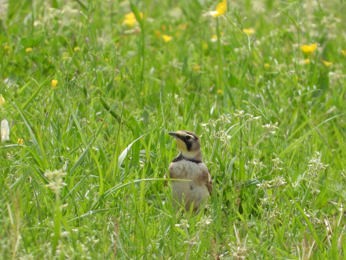 Horned Lark - ML633312601