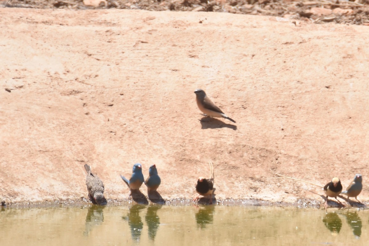 Straw-tailed Whydah - ML633312821