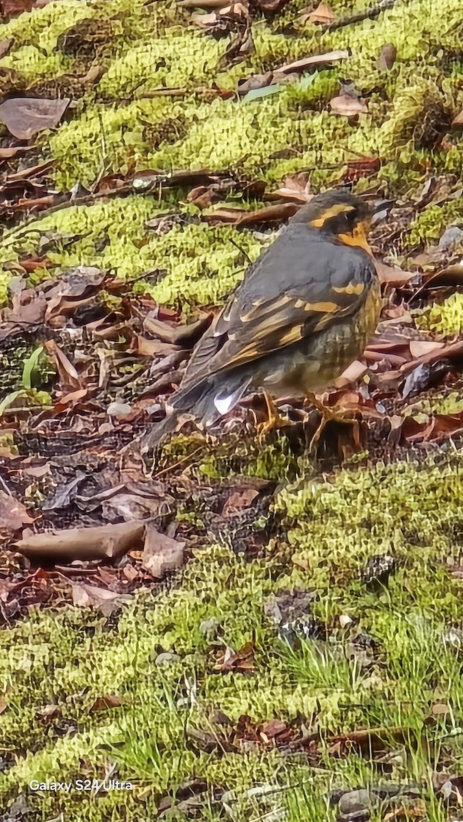 Varied Thrush - ML633312851