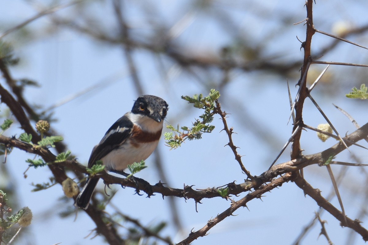 Pygmy Batis - ML633312959