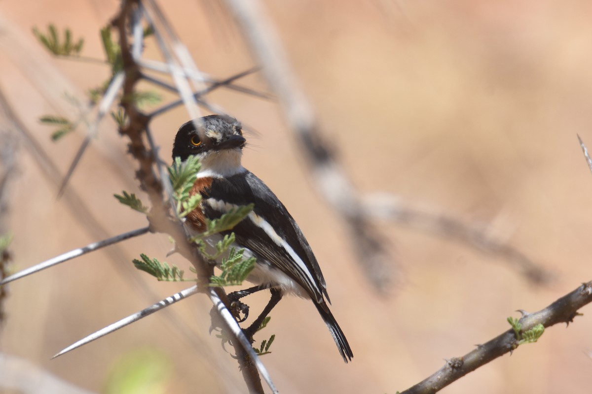 Pygmy Batis - ML633312962