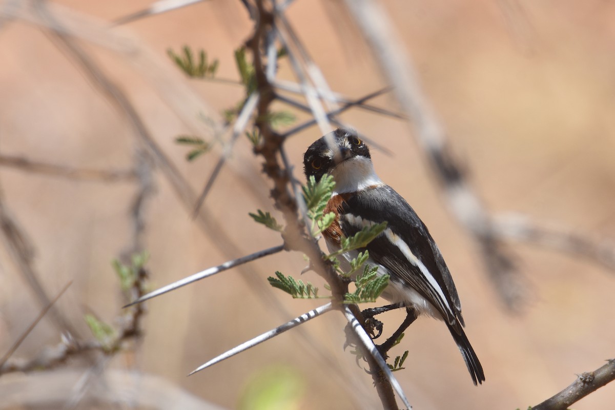 Pygmy Batis - ML633312963